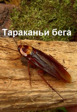 Тараканьи бега. Вит Литвин
